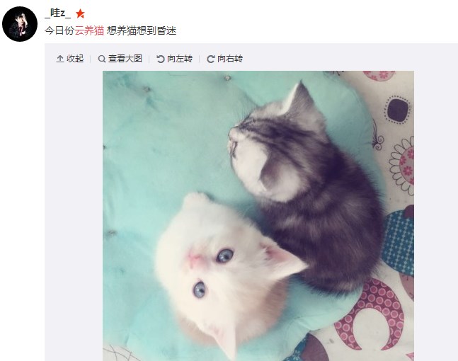 有没有云养猫app下载猫咪