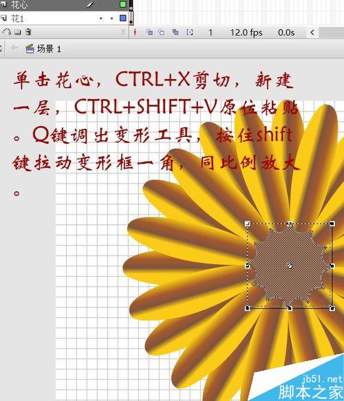 用flash绘制一朵花