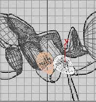 深入了解3DMAX建模技术--蚂蚁实例（下）