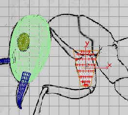 深入了解3DMAX建模技术--蚂蚁实例（下）