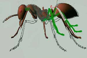 深入了解3DMAX建模技术--蚂蚁实例（下）
