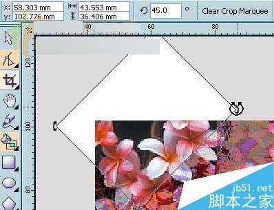 CorelDRAW X3新功能体验：裁切工具 武林网 CorelDraw入门教程