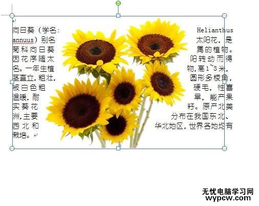 word2007图片紧密环绕文字的两种技巧