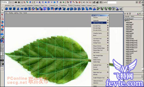 用maya制作逼真的树叶 武林网 MAYA建模教程