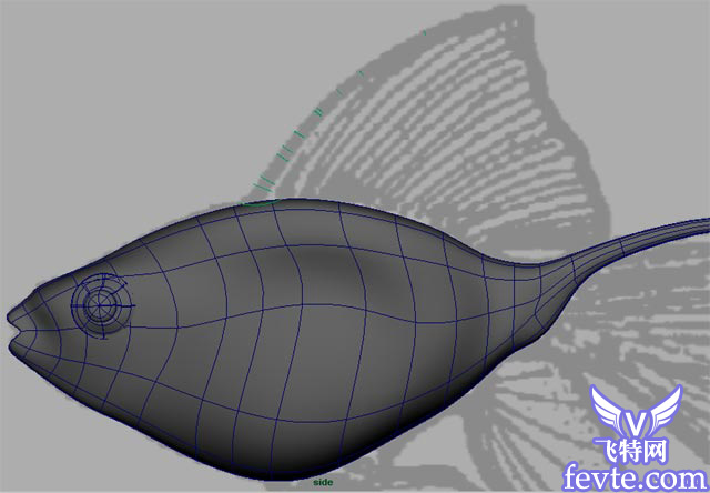 Maya 制作鱼的模型 武林网 MAYA入门教程