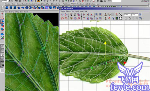 用maya制作逼真的树叶 武林网 MAYA建模教程