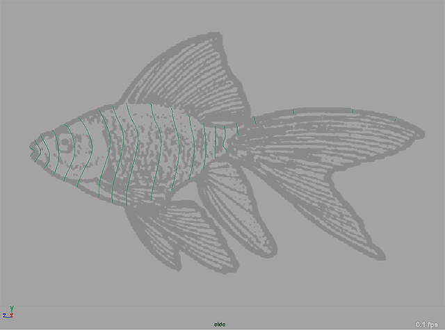 Maya 制作鱼的模型 武林网 MAYA入门教程