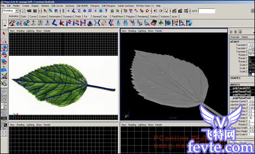 用maya制作逼真的树叶 武林网 MAYA建模教程
