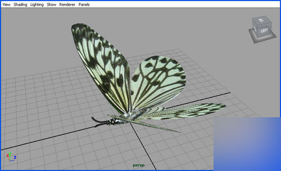 Maya2008制作一只逼真的蝴蝶 武林网