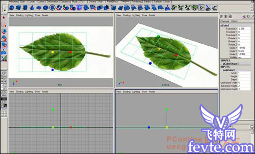 用maya制作逼真的树叶 武林网 MAYA建模教程