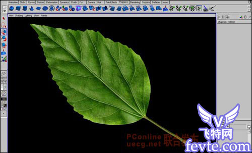用maya制作逼真的树叶 武林网 MAYA建模教程