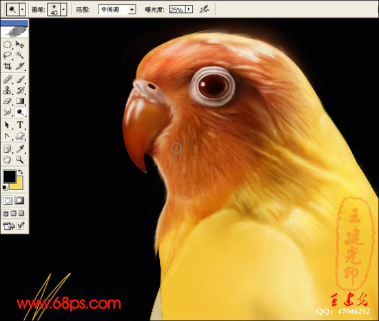 photoshop鼠绘:栩栩如生的鹦鹉_webjx.com