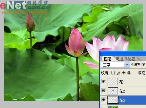 photoshop与ir打造荷花盛开动画_网页设计转载