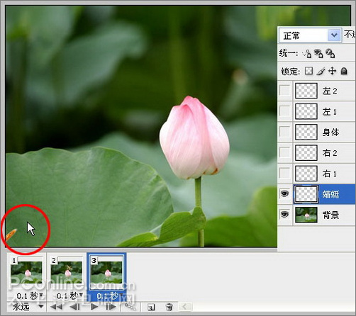 photoshop cs3教程：蜻蜓落荷花动画