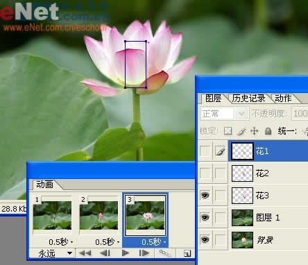 photoshop与ir打造荷花盛开动画_网页设计转载