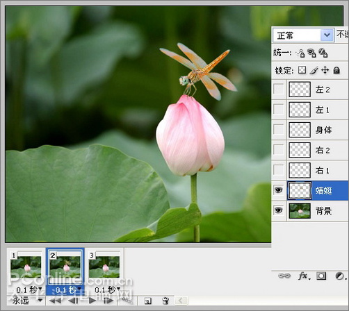 photoshop cs3教程：蜻蜓落荷花动画