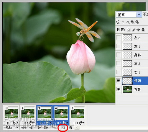 photoshop cs3教程：蜻蜓落荷花动画