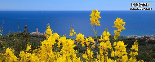 broom - ginestra