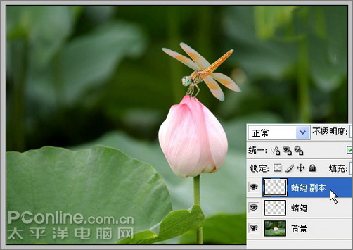 photoshop cs3教程：蜻蜓落荷花动画