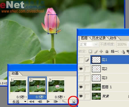 photoshop与ir打造荷花盛开动画_网页设计转载