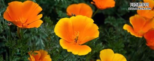 golden state poppies