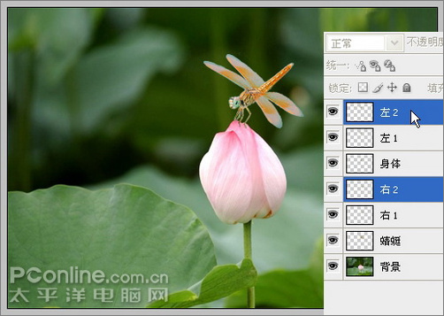 photoshop cs3教程：蜻蜓落荷花动画