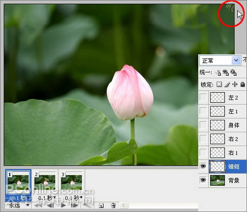 photoshop cs3教程：蜻蜓落荷花动画