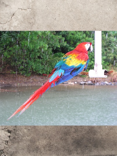 a photo of a parrot added to the document