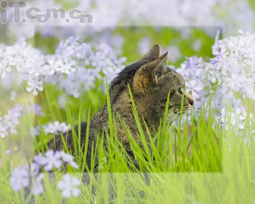 photoshop新手教程：添加相框及签名