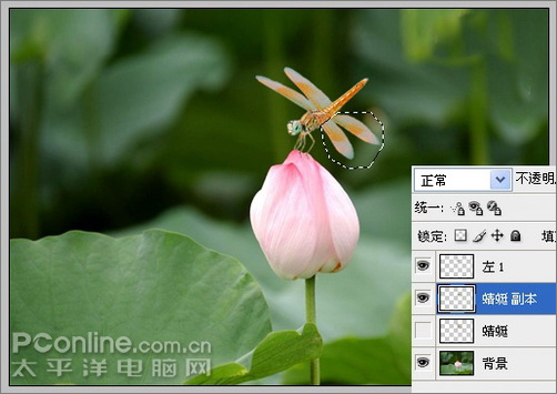 photoshop cs3教程：蜻蜓落荷花动画