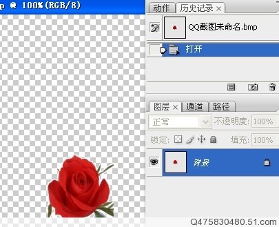 photoshop制作另类的红玫瑰花动画_webjx.com