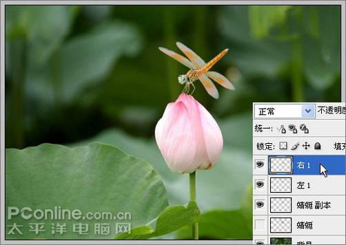 photoshop cs3教程：蜻蜓落荷花动画