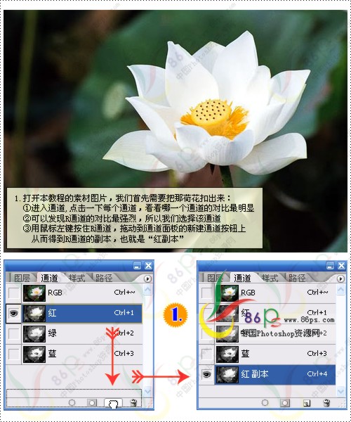 花卉照片处理 photoshop照片处理教程_网页设计webjx.com转载