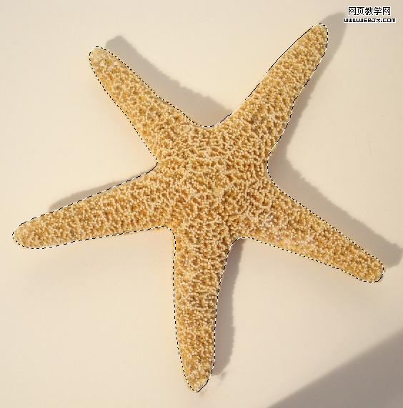 sea_star