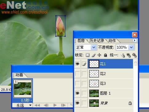 photoshop与ir打造荷花盛开动画_网页设计转载