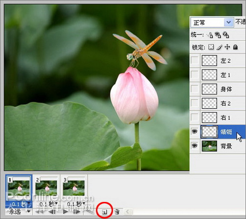 photoshop cs3教程：蜻蜓落荷花动画