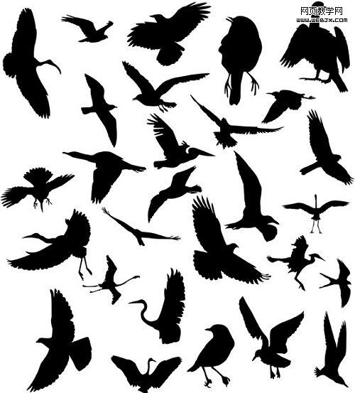 birds