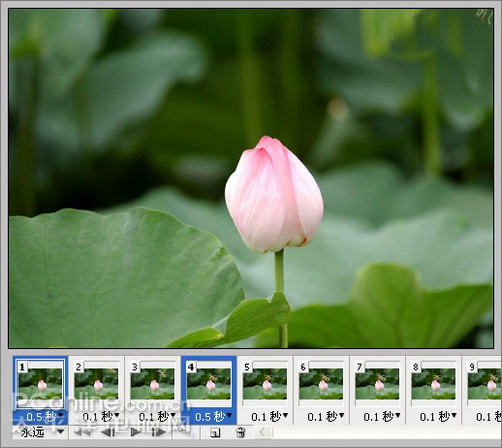 photoshop cs3教程：蜻蜓落荷花动画