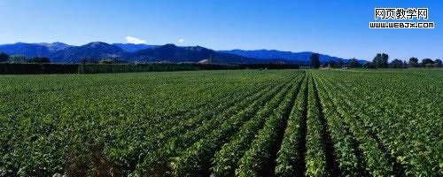 fields of root vegetables