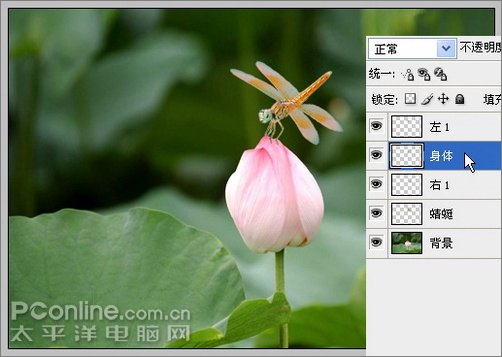 photoshop cs3教程：蜻蜓落荷花动画