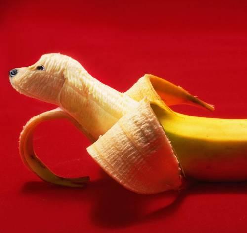 animals + fruits + photoshopwebjx.com