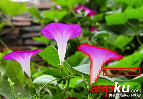 ps怎么给图片加马赛克 ps给图片打马赛克简单实用教程 ps,马赛克,图片